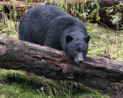 Black Bear Relaxing