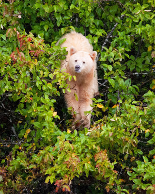 Spirit Bear in Cranberry Bushes