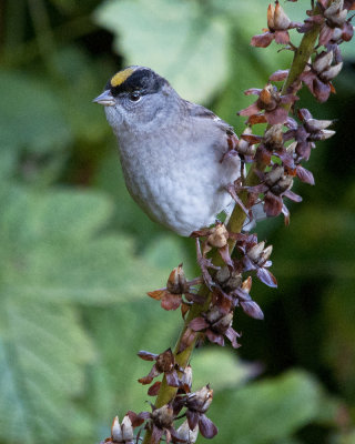 Gold Crowned Sparrow at Hartley Bay