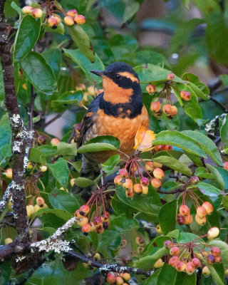 Male Varied Thrush at Hartley Bay