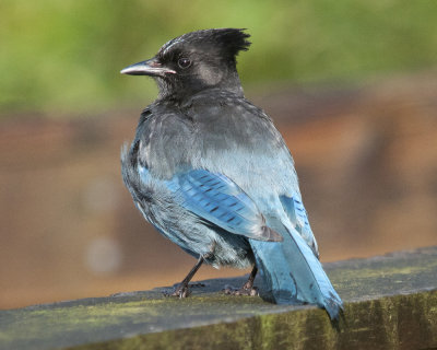 Stellar's Jay at Hartley Bay