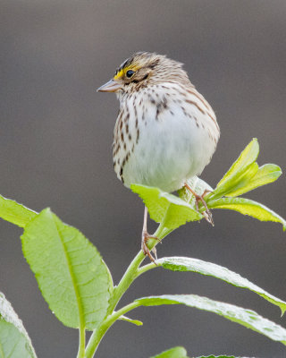 Savannah Sparrow at Hartley Bay