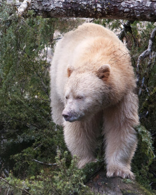 Spirit Bear on Log
