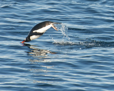 Gentoo Penguin Porpoising through the water