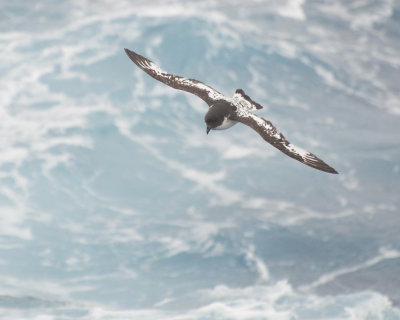 Cape Petrel in Flight