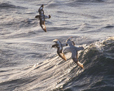 Drake Passage Birds