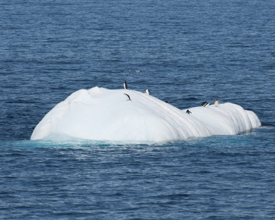 Penguins on Iceberg on way to Cierva Cova