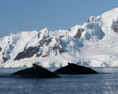 Humpback Whales at Portal Point 3