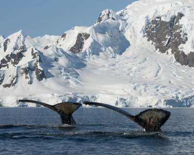 Double Flukes of Humpback Whales