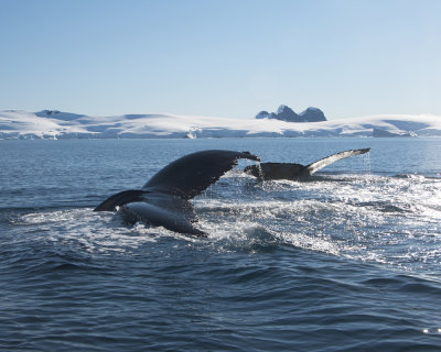 Humpback Whales at Portal Point