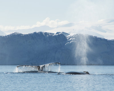Humpback Whales at Portal Point 2