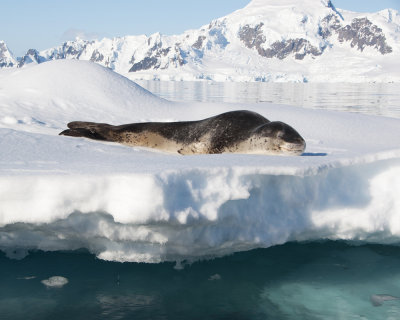 Leopard Seal sleeping on Berg