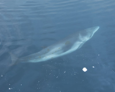 Minke Whale at Canco Island