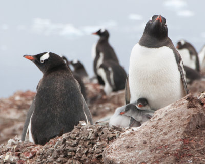 Happy Family of Gentoo Penguins