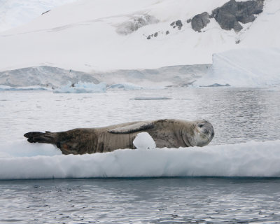 Leopard Seal at Danco Island