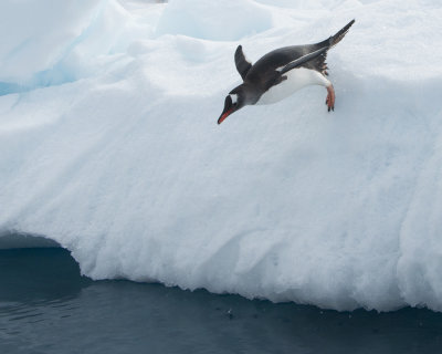 Gentoo Penguin Jumping off Iceberg