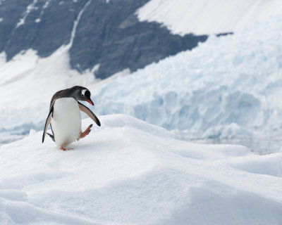 Gentoo Penguin Dancing on Iceberg 2