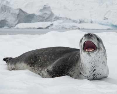 Leopard Seal Growling