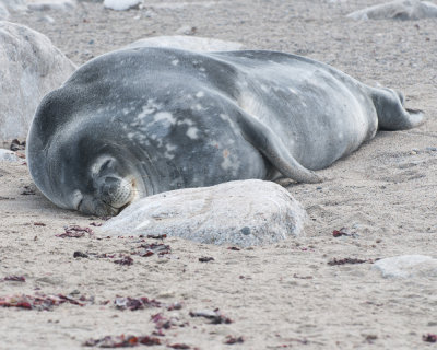 Weddell seal at Neko harbour 2