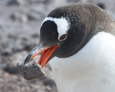Gentoo Penguin Stealing a Rock