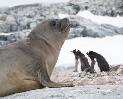 Young Elephant Seal with Gentoo Penguins on Peterman Is.