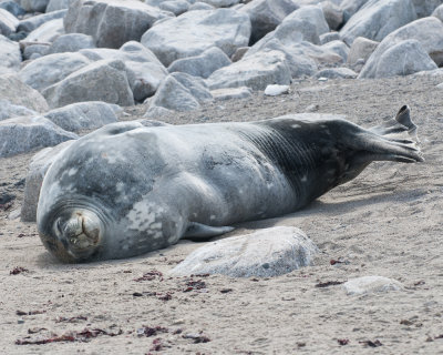 Weddell seal at Neko harbour