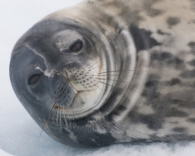 Weddell Seal at Paradise Bay-Portrait