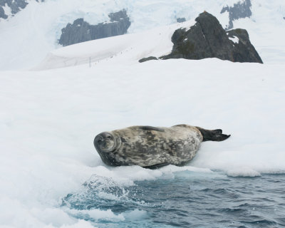 Weddell Seal at Paradise Bay