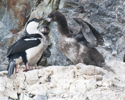 Blue-eyed Shag and young