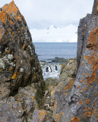 Half Moon Island Lichens
