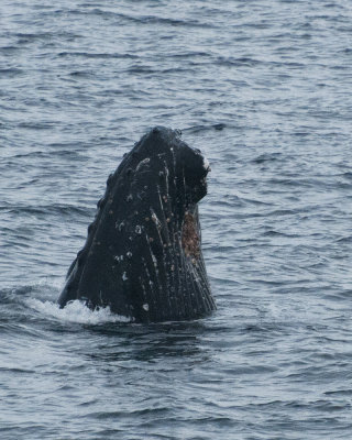 Humpback Whale Spy Hopping on the Gerlache Strait