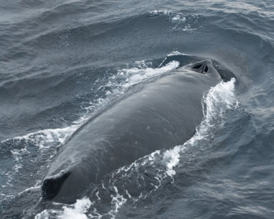Humpback Whale on the Gerlache Strait