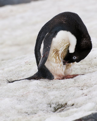 Preening Adelie Penguin