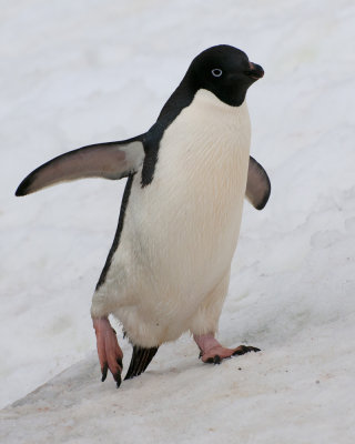 Adelie Penguin on the move