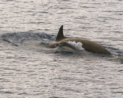Killer Whale and young in the Gerlache Strait