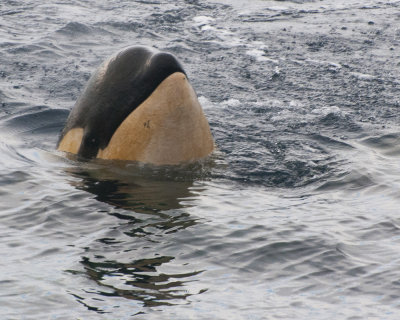 Spy-hopping Killer Whale in the Gerlache Strait