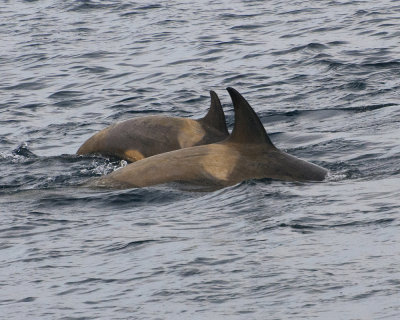 Killer Whales-male and female-In the Gerlache Strait