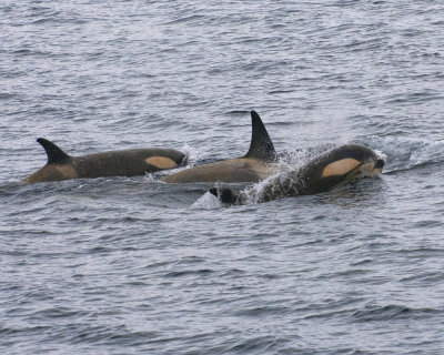 Killer Whales in the Gerlache Strait