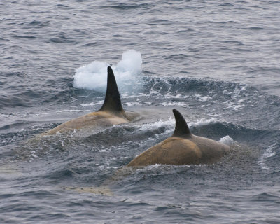 Killer whales in the Gerlache Strait