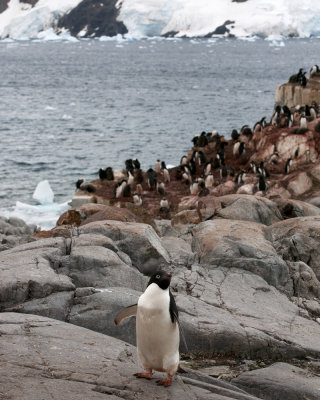 A Moment of Peace away from the Penguin rookery