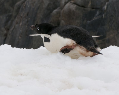 Penguin Slide on Peterman Island