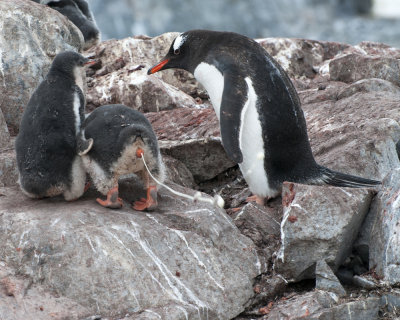 OOPS-Gentoo chick with no manners