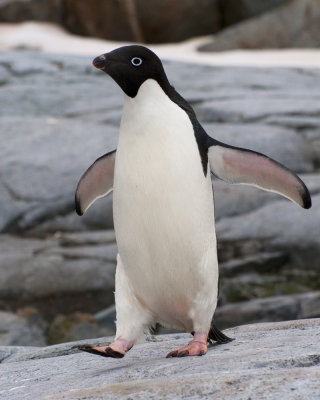 Adelie Penguin Strut