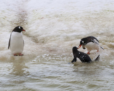 Penguin Water Fight on Peterman Island