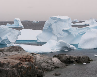 Peterman Island Icebergs