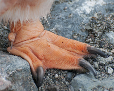 Gentoo Foot