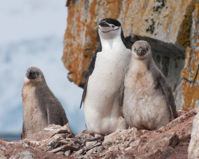 Chinstrap Penguin Family on Half Moon Island