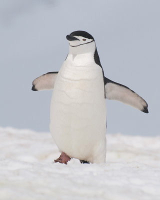 Looking Good Mr. Chinstrap Penguin