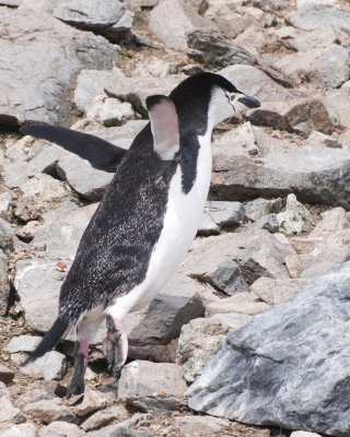 Leaping Chinstrap Penguin on Half Moon Island