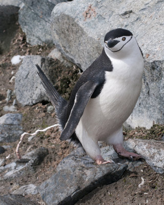 Chinstrap Penguin with No Manners